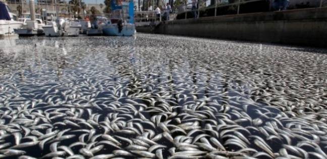 آلاف الأسماك "المطبوخة" قبالة سواحل كاليفورنيا بسبب الحرارة الشاذة