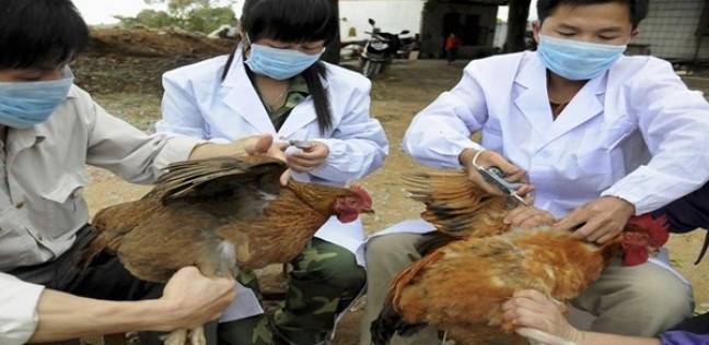 بعد ظهور سلالة إنفلونزا الطيور المتحورة .. لماذا تعد الصين مصدرا للأوبئة؟