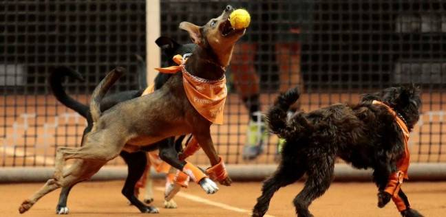 كلاب تشارك في بطولة البرازيل المفتوحة للتنس