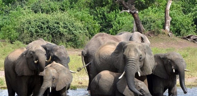 هلاك 6 أفيال لإنقاذ "فيل رضيع"