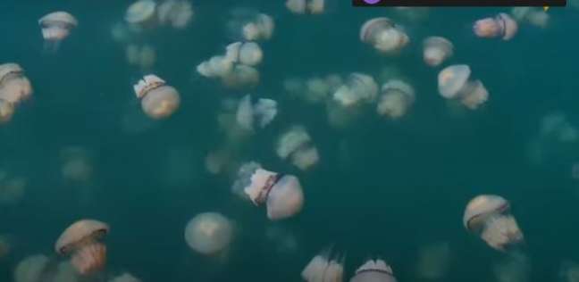 سر تجمع عدد كبير من «قناديل البحر» على شواطئ إيطاليا