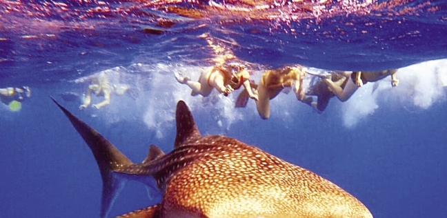 القرش الحوتى مع السائحين فى أحد شواطئ الغردقة