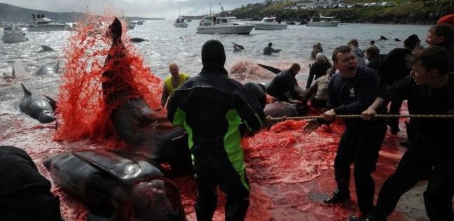جانب من موسم صيد الحيتان بالدنمارك