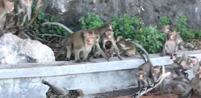 لقطة من مقطع الفيديو تظهر القردة أثناء حصارهم للحية العملاقة