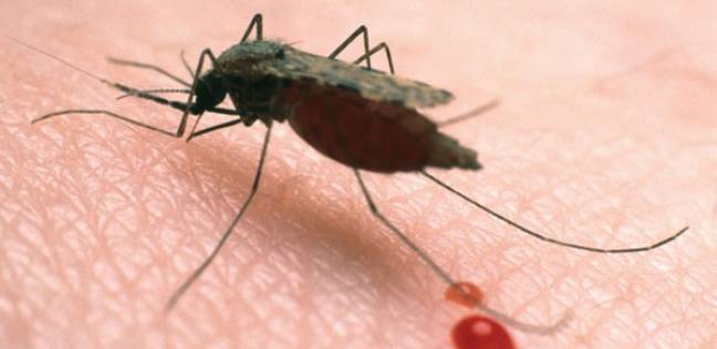 الملاريا أحد أقدم وأكثر الأمراض فتكا في العالم
