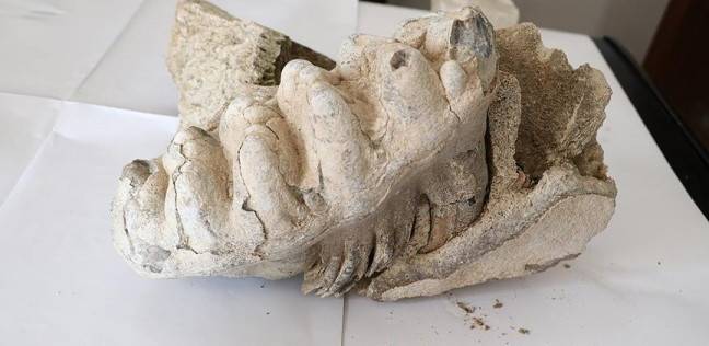العثور على مستحاثة ماموث عمرها 8 ملايين عاما