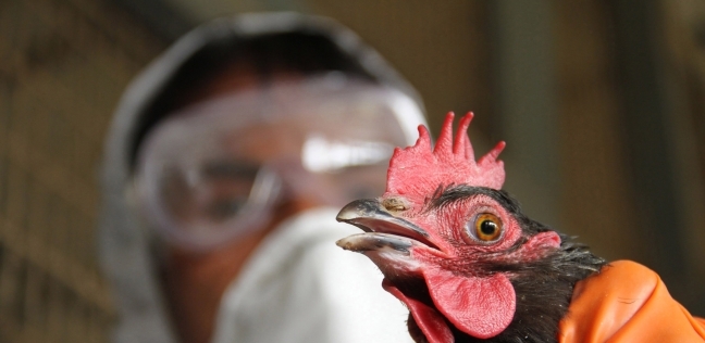 لمناعة كلمة السر.."بيطري" يضع روشتة الوقاية من أنفلونزا الطيور H5N8 بعد إكتشاف أول حالة إصابة بشرية