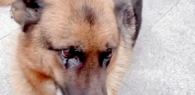 كلب يبكي بعد رؤية صاحبه السابق