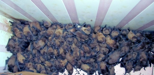 1700 خفاش يحتلون شقة في أوكرانيا