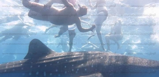 القرش الحوتي صديق الإنسان بأحد شواطئ الغردقة