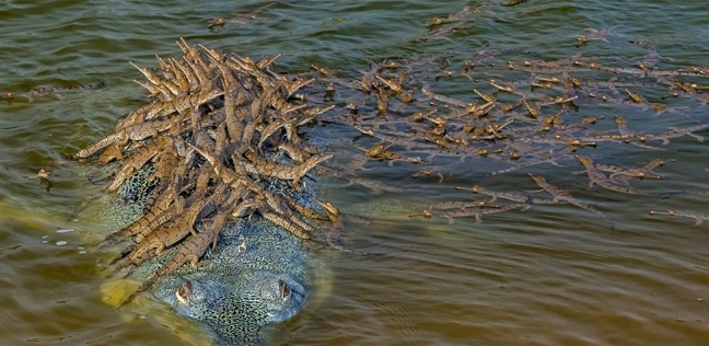التمساح الذي يحمل صغاره