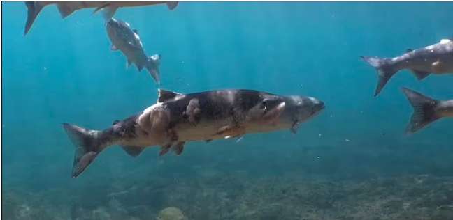 كارثة في المحيط الهادئ.. أسماك السلمون تحترق تحت الماء «فيديو»