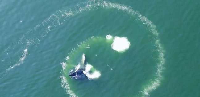 صورة توضح كيف تصطاد الحيتان فرائسها