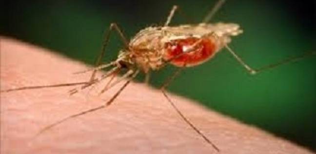 مخاوف من عودة "الملاريا" للتفشي بالعالم