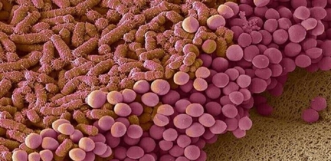 ميكروبيوم الأمعاء - أرشيفية