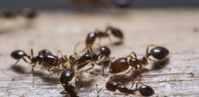 سرب النمل تسبب في حدوث لدغات بكاحل الرجل