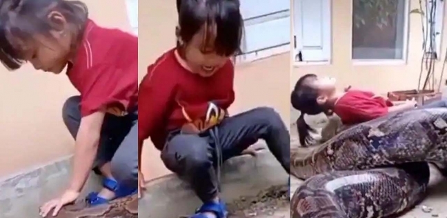 فتاة صغيرة تلعب مع ثعبان ضخم