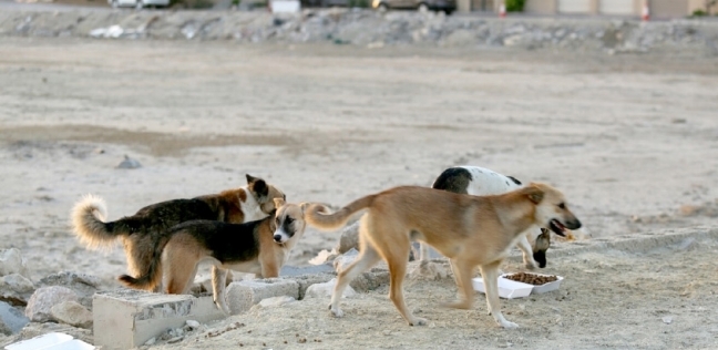 مجموعة من الكلاب الضالة