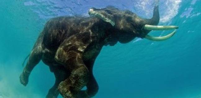 فيل في الماء- أرشيفية
