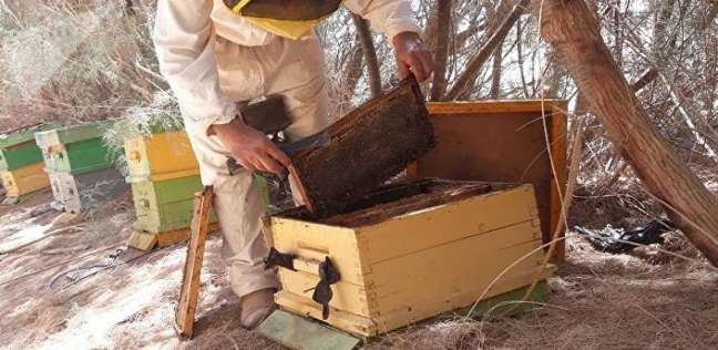 بالصور| انتشار خلايا النحل في أنحاء ليبيا.. والعسل "المر" أشهر الأنواع