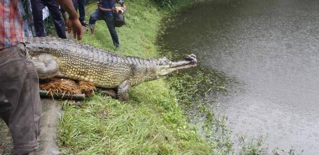 التمساح الذي اطلق صراحه في نهر بنجلاديش لزيادة التكاثر