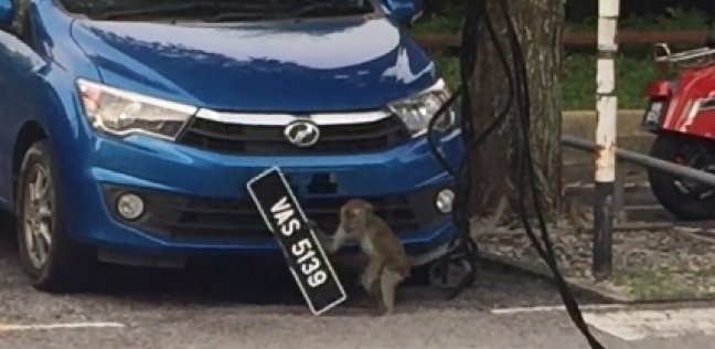 قرد يسرق لوحة إحدى السيارات في ماليزيا