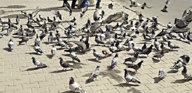 الطيور تجتمع أمام المحل بحثاً عن الطعام