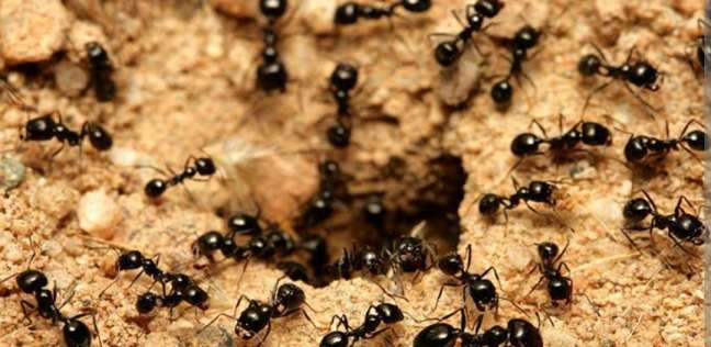 5 طرق مضمونة للتخلص من نمل الصيف نهائيًا.. «متاحة وعلى قد الأيد» 