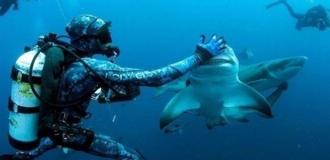 غواص محترف ينوّم أسماك القرش مغناطيسياً