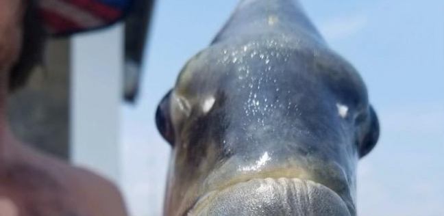 صياد يعثر على سمكة مرعبة بأسنان بشرية