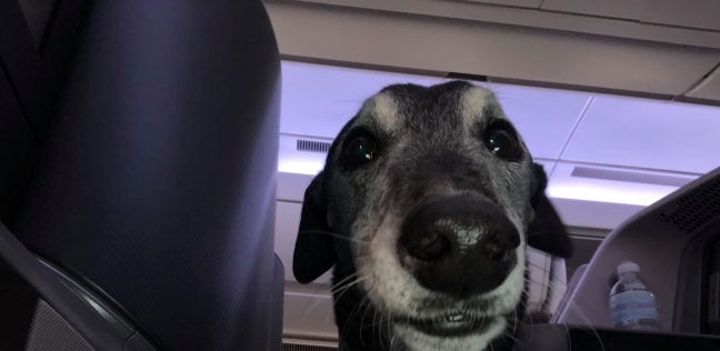 كلب احتفل بعيد ميلاده على متن طائرة