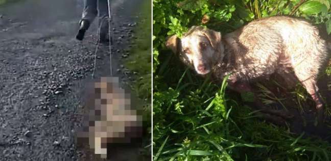 الكلبة "الما" التي ماتت نتيجة ضربها وجرها من عنقها.
