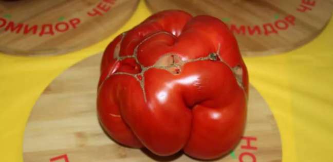 أكبر حبة طماطم