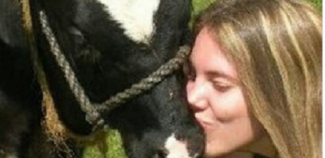تقبيل البقر
