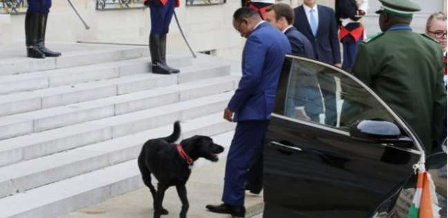 نيمو كلب الرئيس الفرنسي إيمانويل ماكرون