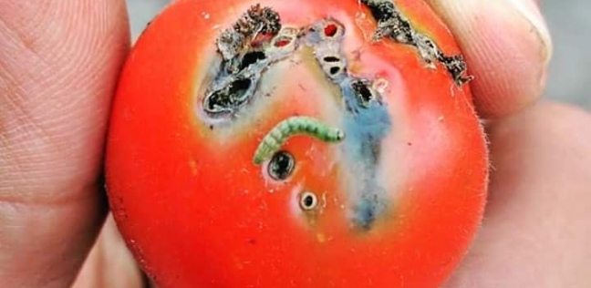 يصيب الطماطم..فرنسا تحذر من انتشار فيروس مدمر للمحاصيل الزراعية