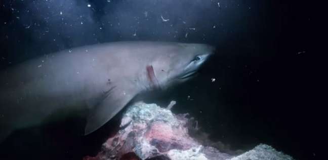 معركة بين صياد وأسماك القرش من يفوز