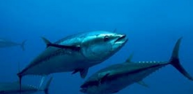 أسماك التونة-صورة أرشيفية
