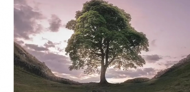 شجرة سيكامور غاب ببريطانيا