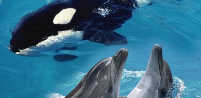 دولة أوروبية تلغي الحظر على تربية الحيتان القاتلة والدلافين