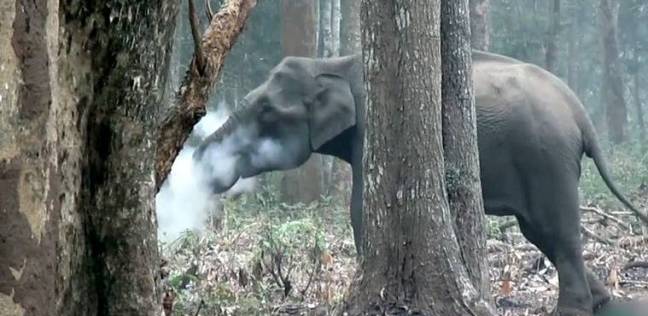 فيل يدخن في الغابة