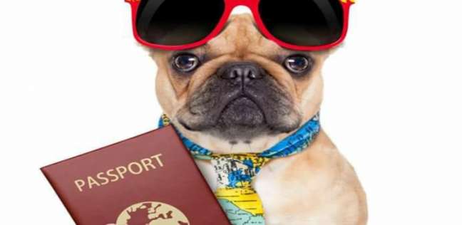 رحلة سفر الكلب من مصر إلى الخارج