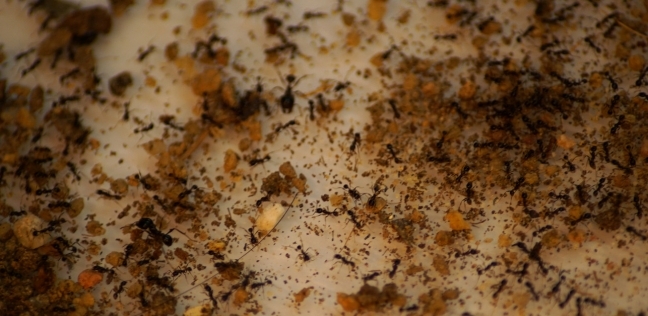 افتتاح متجر مخصص لبيع النمل كحيوان أليف