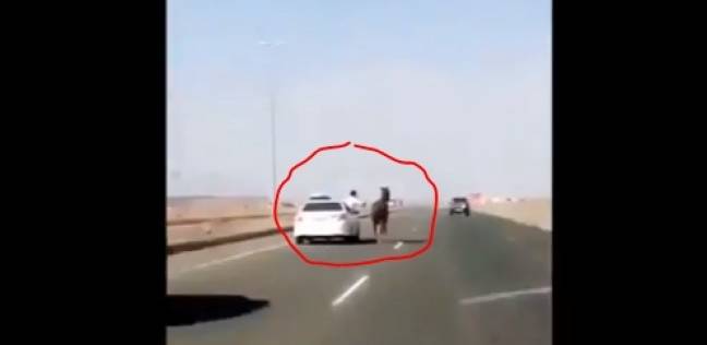شاب سعودي يروض حصان شارد يركض على الطريق السريع