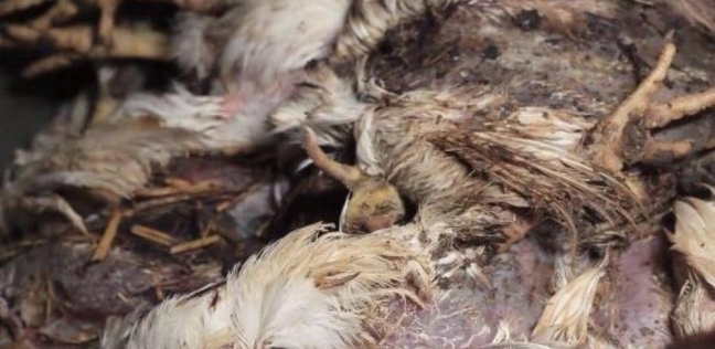 بالفيديو|"دجاج منزوع الريش ومغطى بالحشرات".. بأحد المطاعم الشهيرة