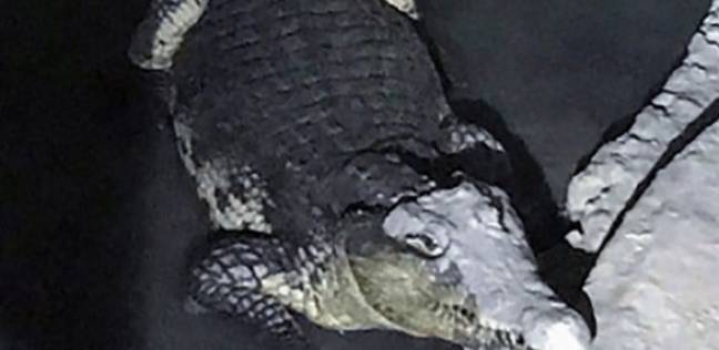 تمساح ضخم داخل منزل مشتبه في روسيا
