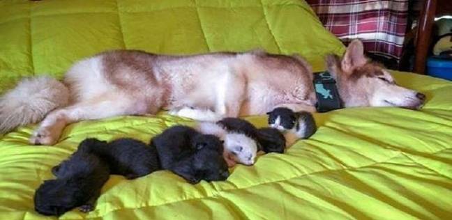 كلبة تنقذ 7 قطط من الموت