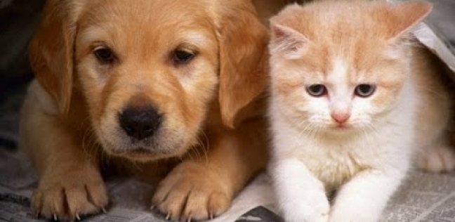 قضاء 10 دقائق مع الكلاب أو القطط يقلل من التوتر والضغط