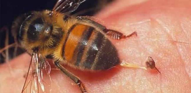 أول حالة وفاة بسبب لدغات النحل
