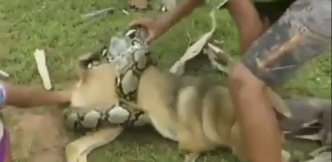 ثلاثة أطفال ينقذون كلب من ثعبان الـ"براثن"
